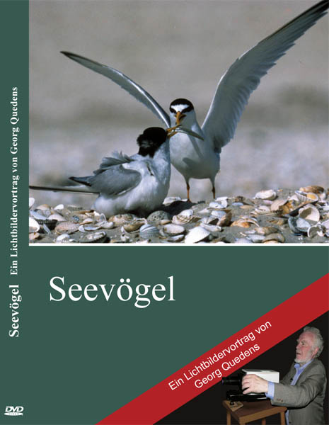 Seevögel